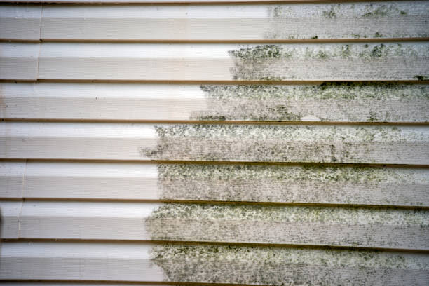 Best Steel Siding Installation  in Bridgetown, MS